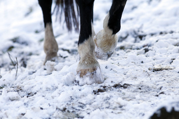 Horse with snow in hooves